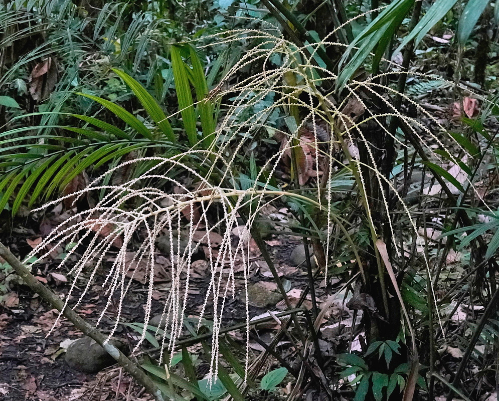 Prestoea schultzeana palm with slender arching inflorescence branches beneath pinnate leaves