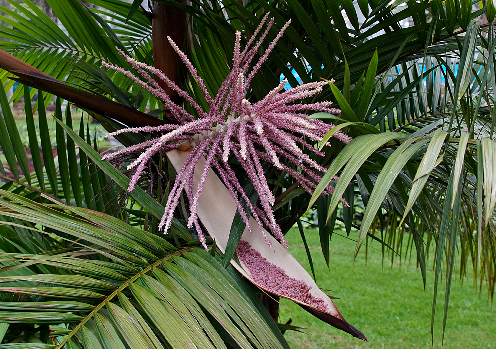 Prestoea﻿ acuminata inflorescence above a spathe holding spent pink flowers
