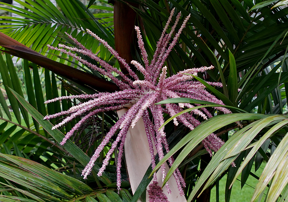A Prestoea acuminata inflorescence with pink flowers and white flower buds