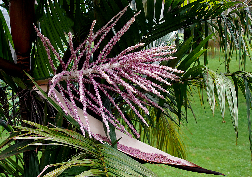 Prestoea﻿ acuminata inflorescence above a spathe with spent pink flowers