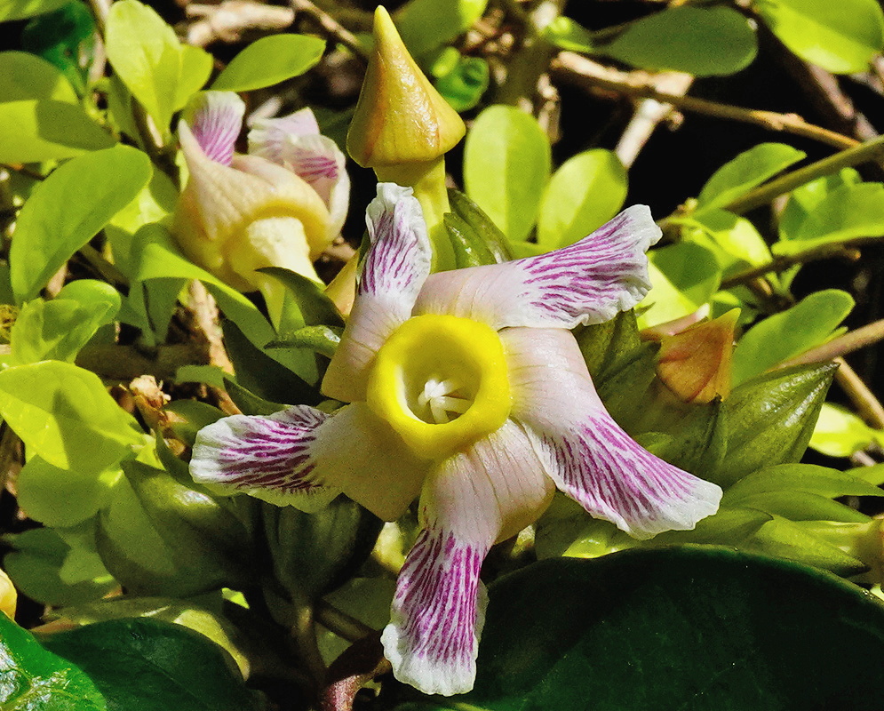 Prestonia portobellensis pale tubular flowers with narrow purple striped lobes among glossy leaves