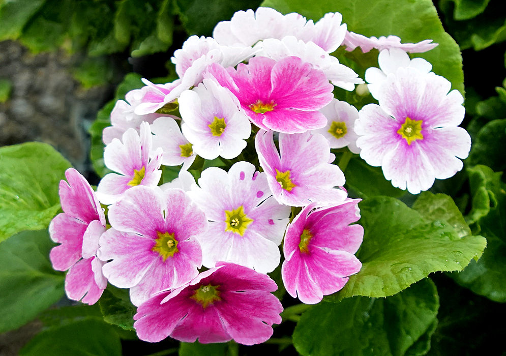 Primula obconica pink and white flowers