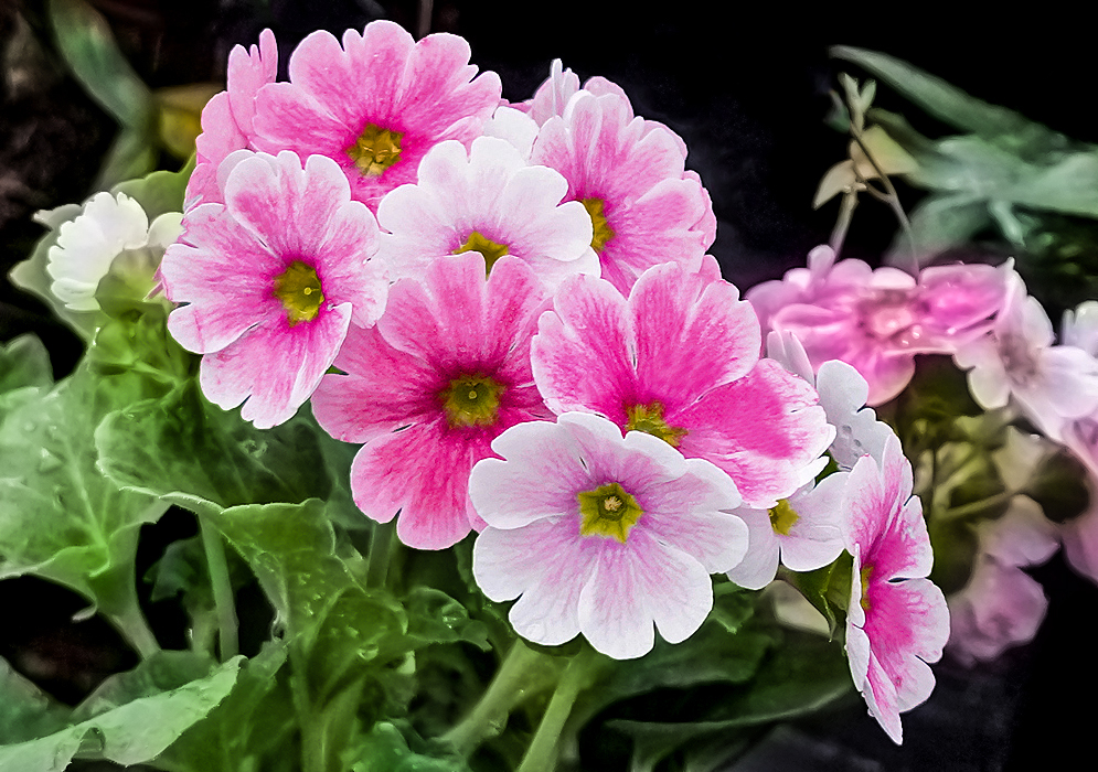 Pink and white Primula obconica flowers with yellow centers