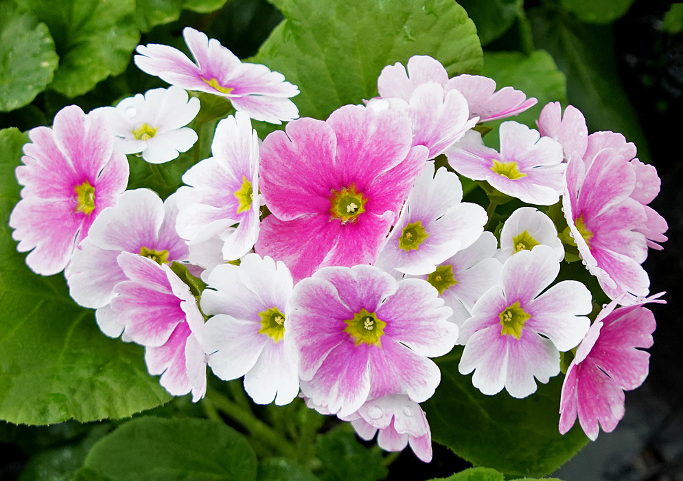 Pink and white Primula obconica flowers