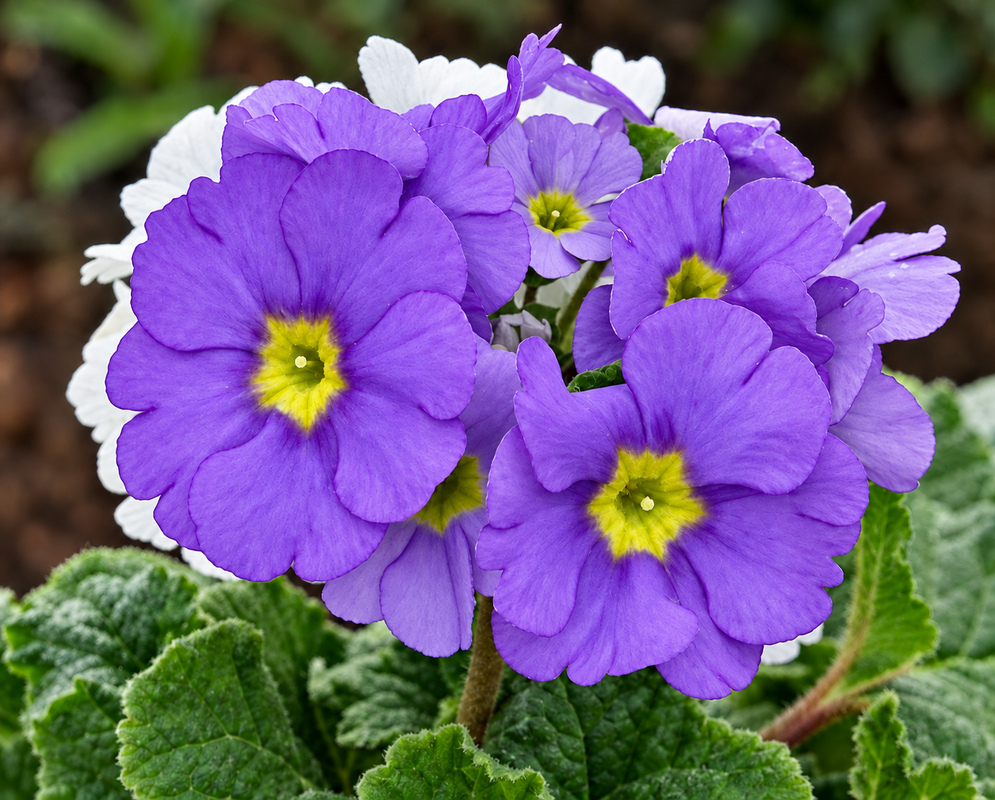 Primula obconica pink and white flowers