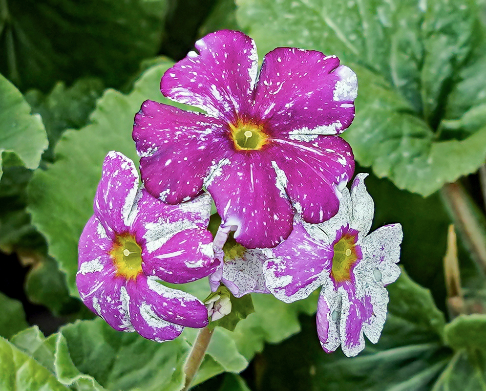 Primula obconica flowers splashed with purple and white colors 