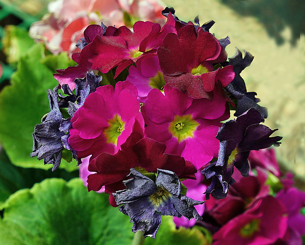 Dark pink Primula obconica flowers with yellow centers