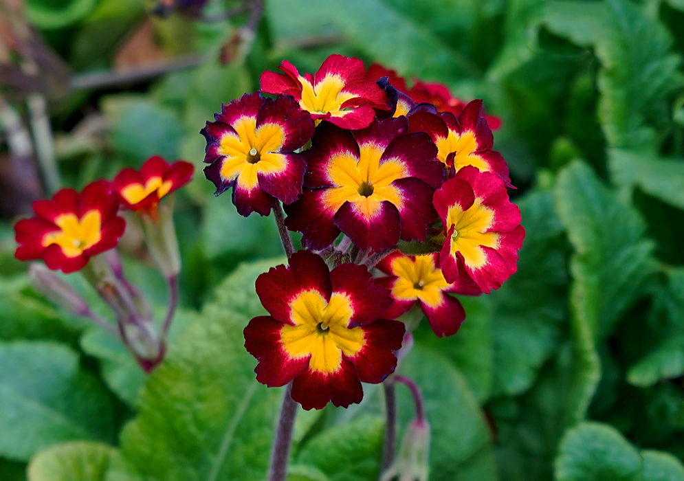 Cluster of burgundy-red Primula x polyantha flowers with yellow centers