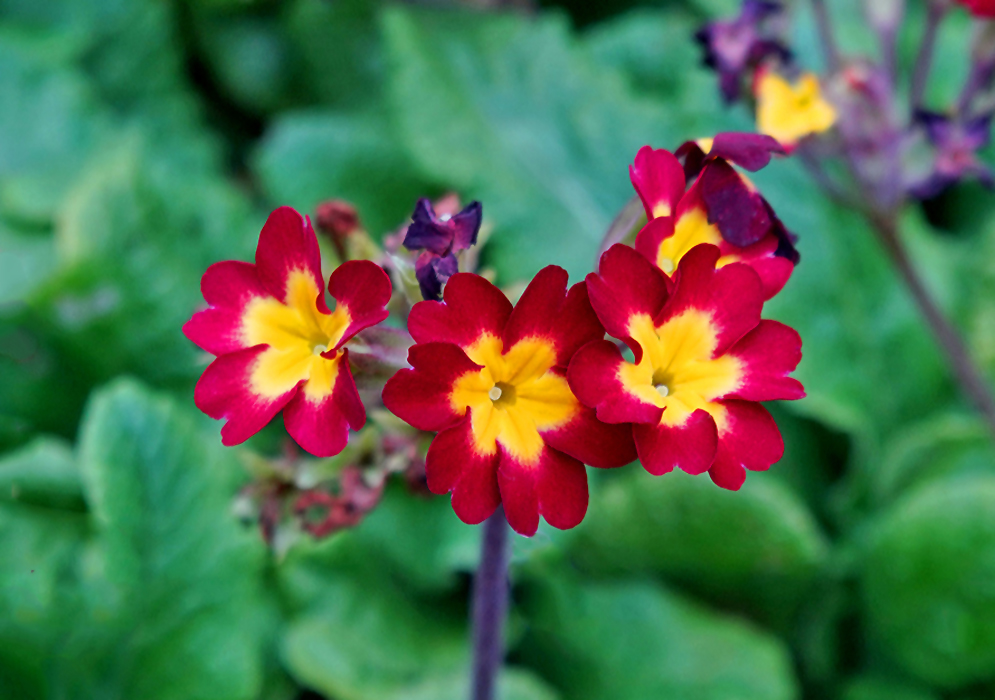 Dark red Primula polyantha flowers with yellow centers
