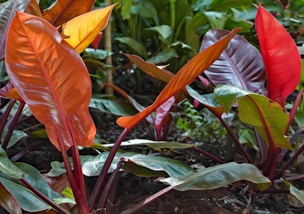 Colorful Philodendron Prince of Orange Leaves