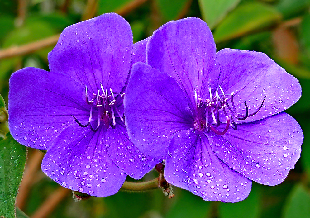 Purple Pleroma urvilleana flowers covered in raindrops