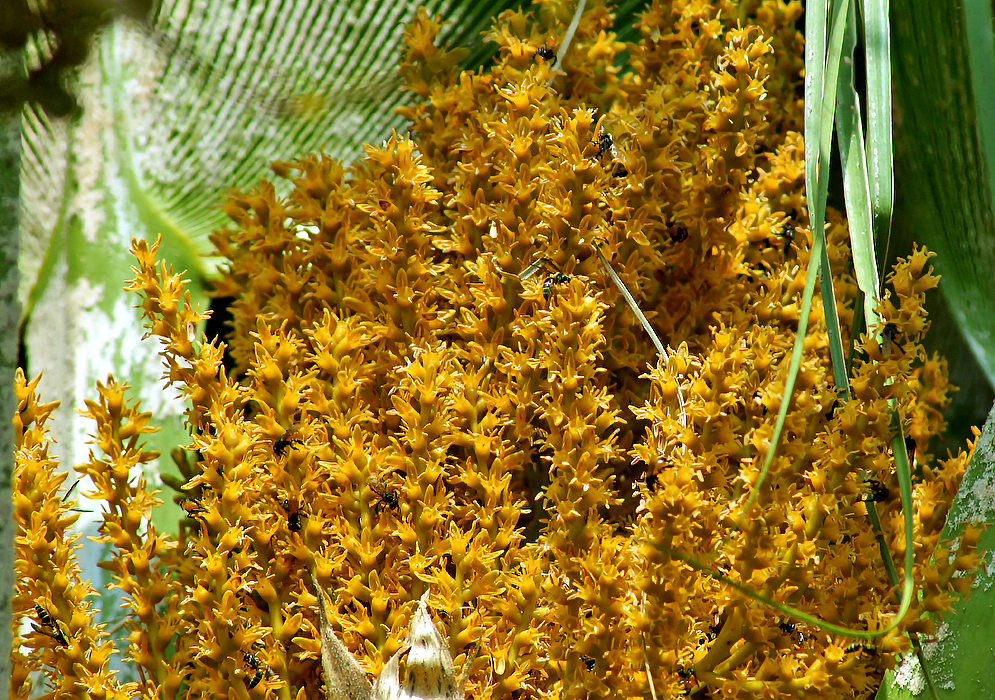 A large cluster of Pritchardia pacifica golden-yellow flowers