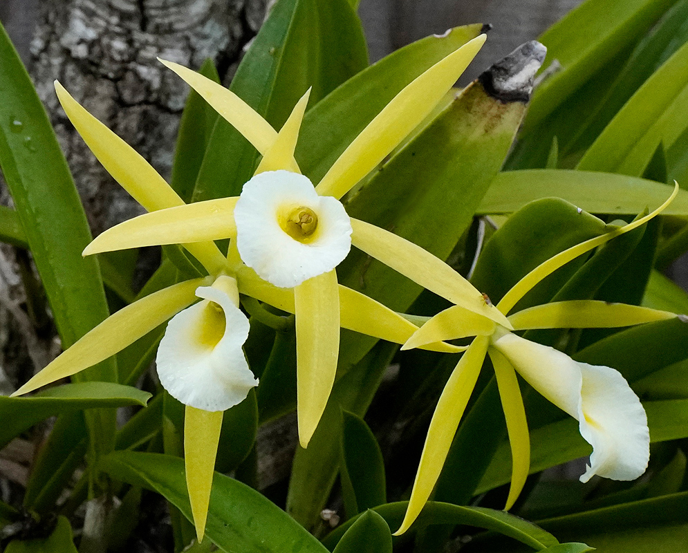 Procatavola Walnut Valley Lime Stars flowers with elongated yellow-green petals radiating in a star-like shape, with a prominent white lip accented by a soft yellow center