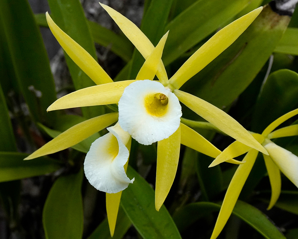 Procatavola Walnut Valley Lime Stars star-shaped, pale yellow-green petals with a white lip and a hint of yellow in the center,