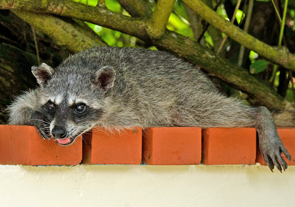 A Procyon lotor lies across a brick wall with its dark facial mask and dexterous forepaw visible