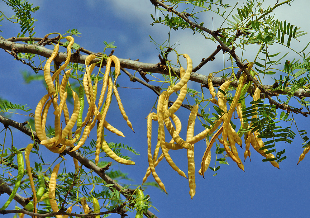 Golden seed pods hanging on a tree branch under blue sky