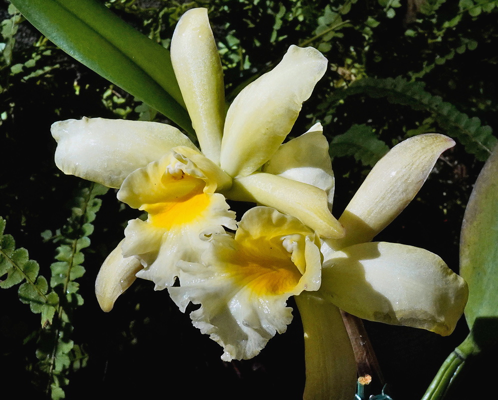 Prosrhyncholeya Orchidom Green Glade cream green orchid flower with a frilled white and yellow lip