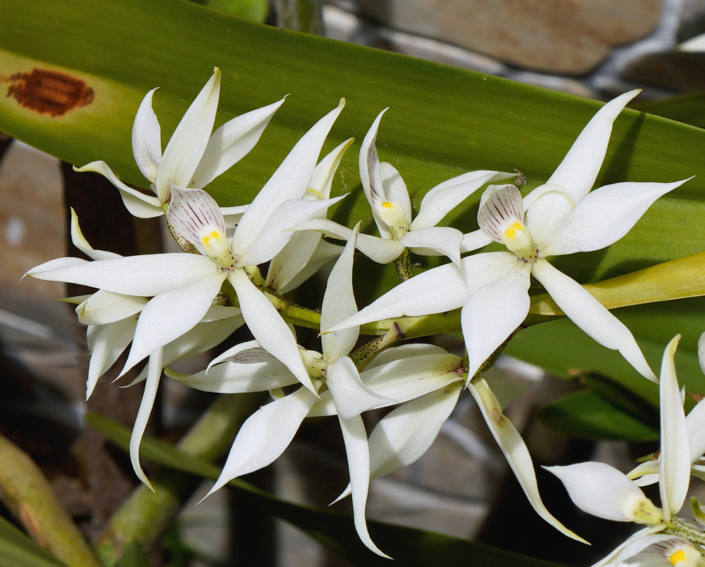 Prosthechea fragrans cluster of ivory orchid flowers with white yellow and purple patterned lips