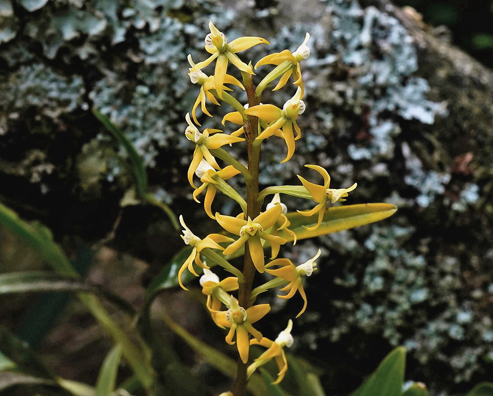Prosthechea grammatoglossa plant habit and foliage