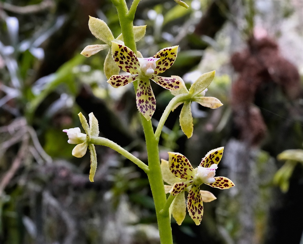 Prosthechea vespa greenish cream orchid flowers patterned with purple-brown spots