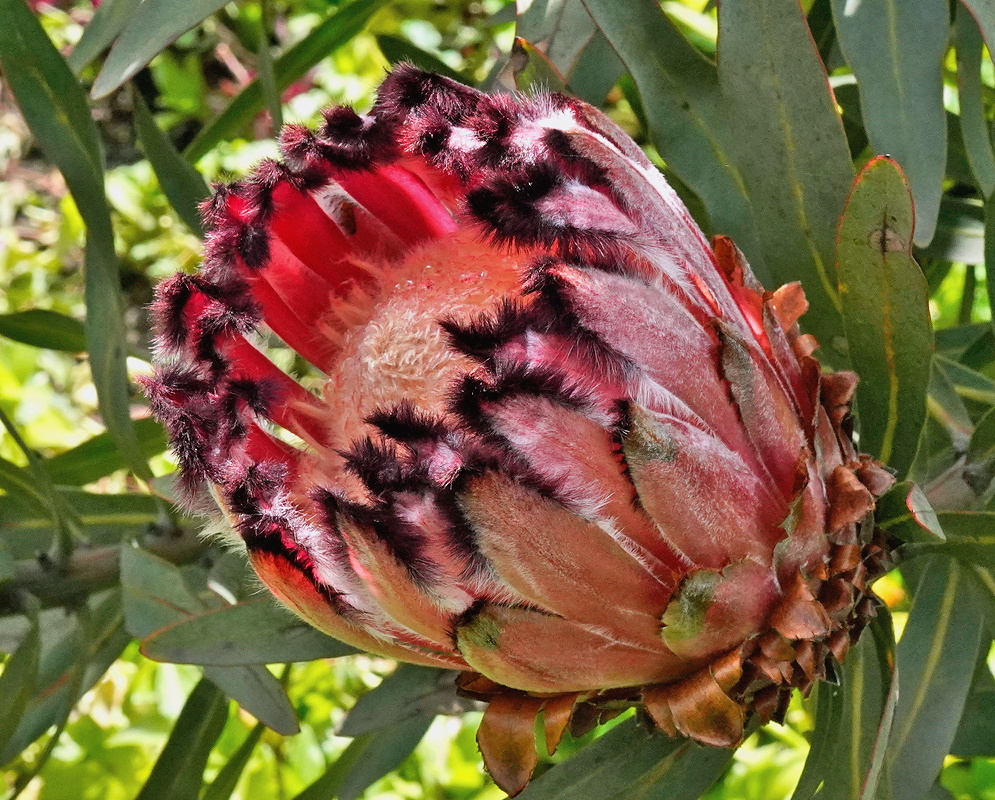 Protea neriifolia large pink red flower head with dark hairy bract tips among narrow leaves