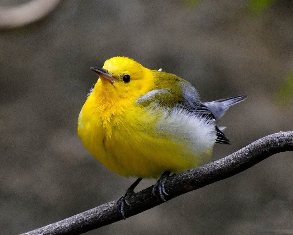 A Protonotaria citrea shown as the prothonotary warbler in a clear view with its characteristic plumage visible