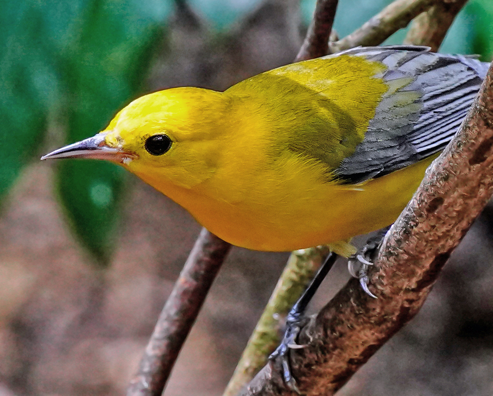 Protonotaria citrea in Alert Pose Prothonotary Warbler facing forward on a small branch with vivid yellow plumage, dark eyes, and sharply defined gray wing feathers