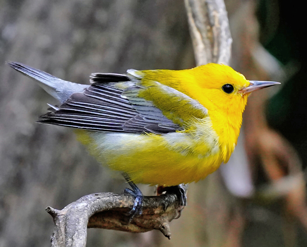 Protonotaria citrea Side Profile Prothonotary Warbler perched sideways on a branch, displaying its bright yellow underparts, olive upperparts, and bluish-gray wings