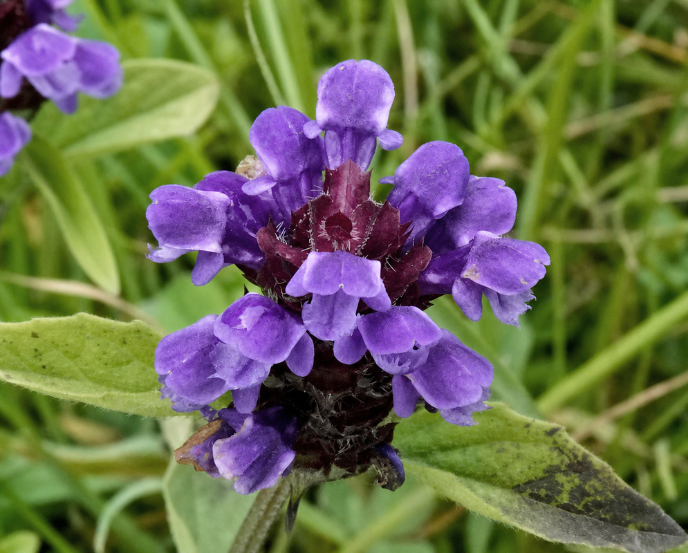 Prunella vulgaris flowers