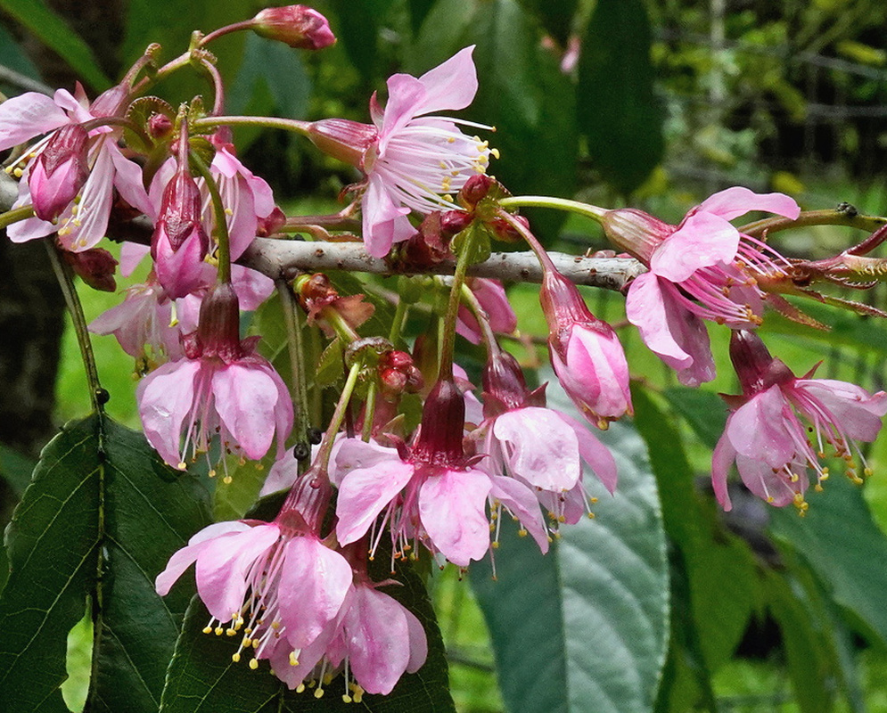Prunus cerasoides drooping clusters of pink five petaled blossoms along leafy branches