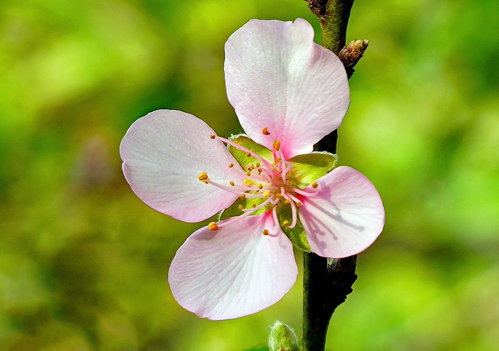 A four-petal light-pink Prunus persica flower with yellow-brown anthers