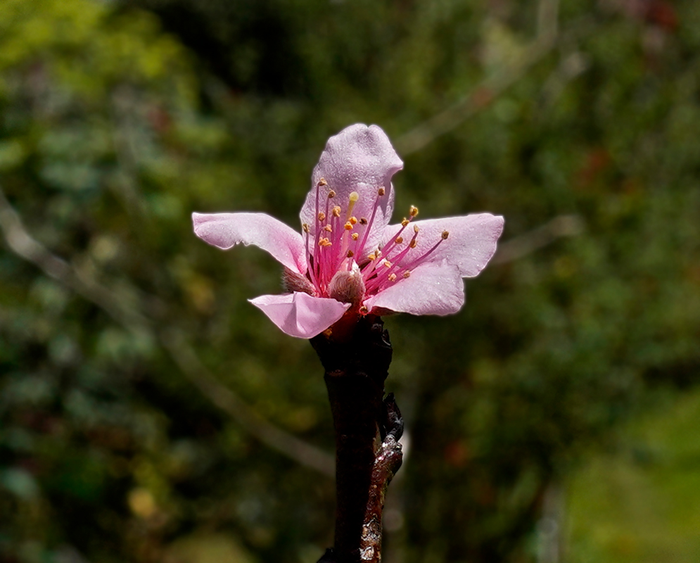 Prunus persica pink flower covered in raindrops