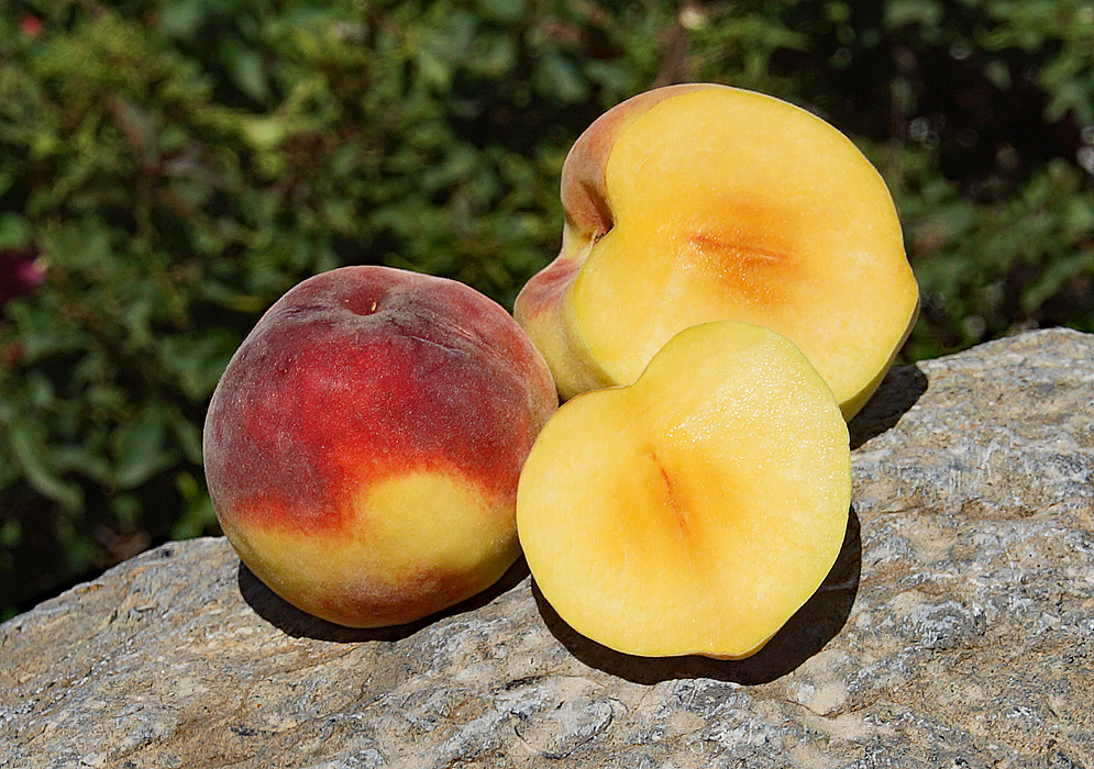 A dark red peach next to a sliced peach with yellow pulp on top of a rock in sunlight