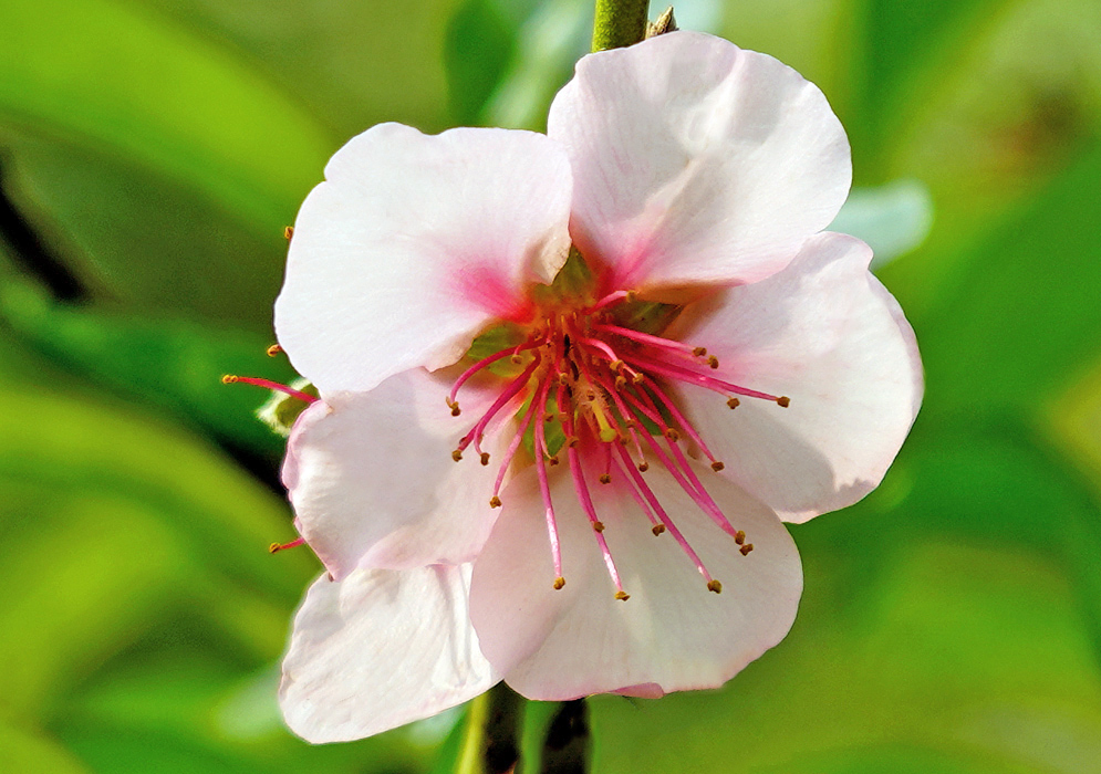 A light-pink Prunus persica flower with darker pink filaments and brown anthers