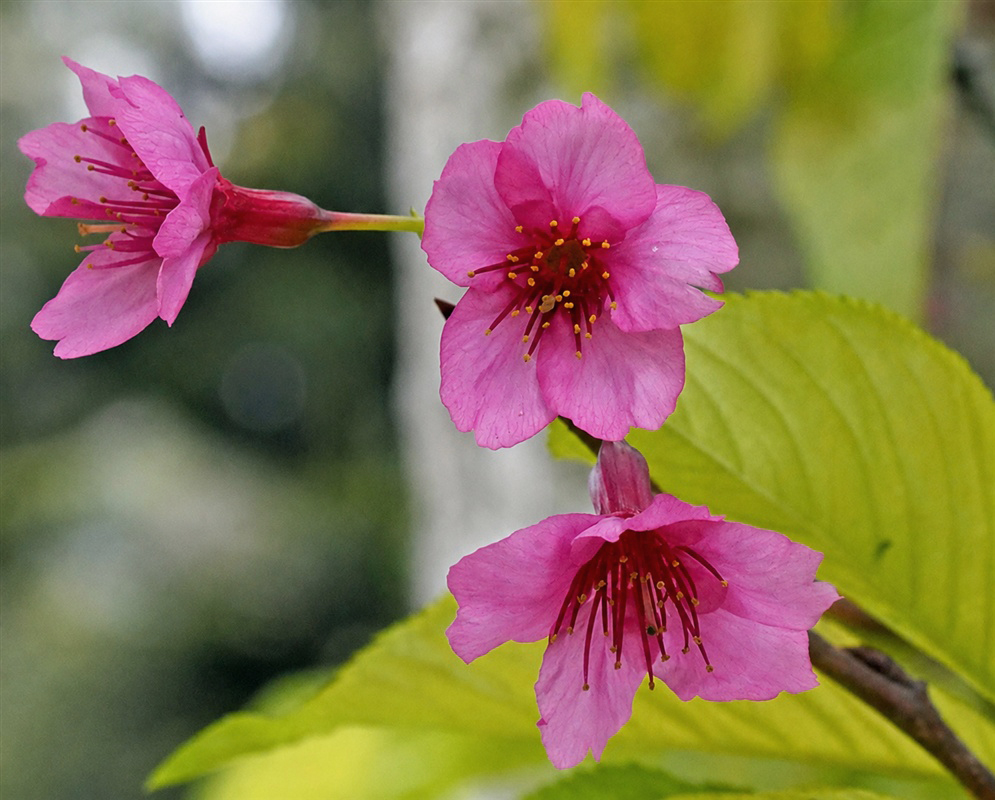 Prunus serrulata deep pink blossoms opening along a leafy branch