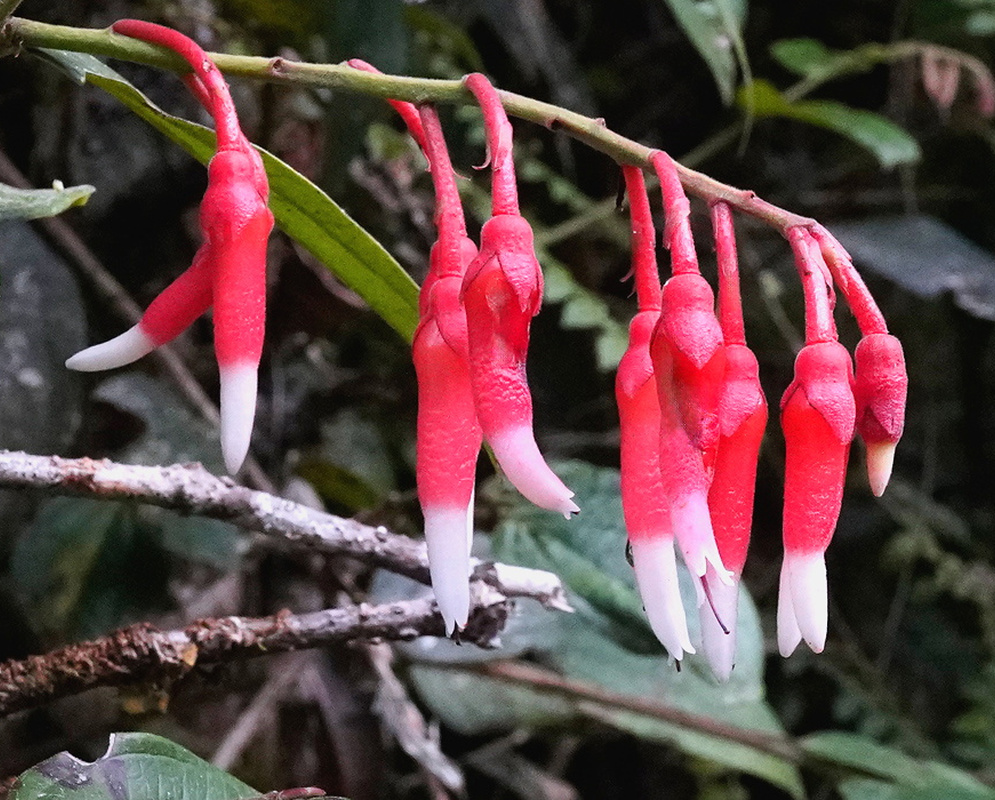 Psammisia aberrans pendant red tubular flowers with white tips hanging from a mossy branch