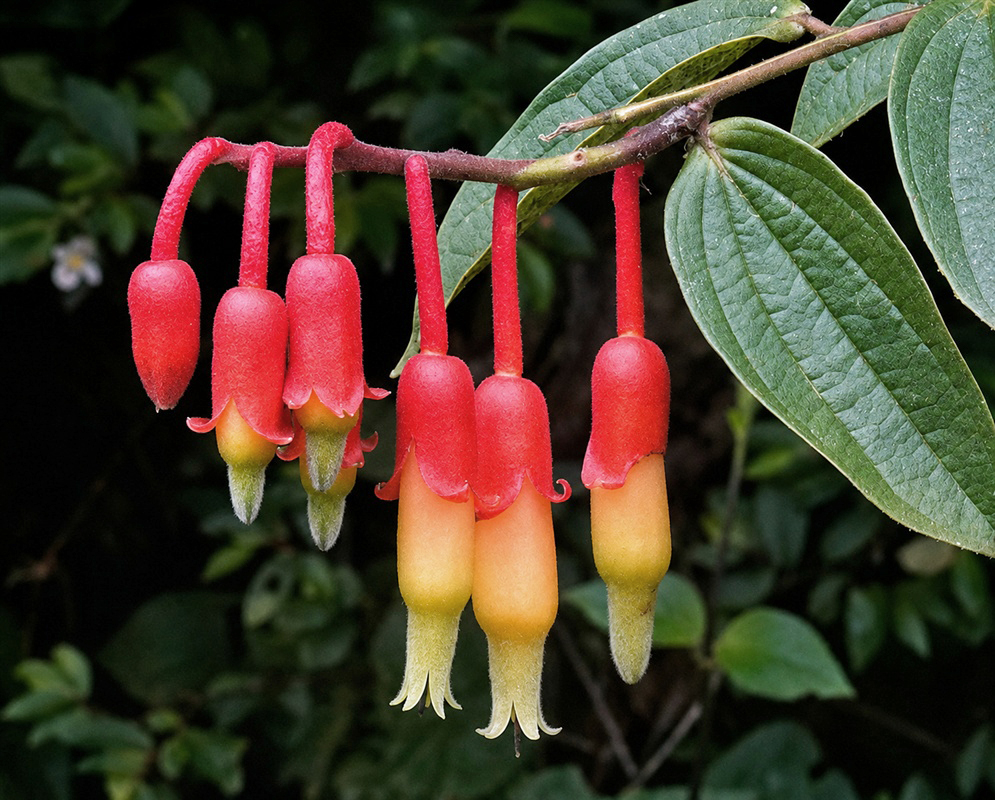 Psammisia ecuadorensis pendant cluster of red tubular flowers tipped yellow-green