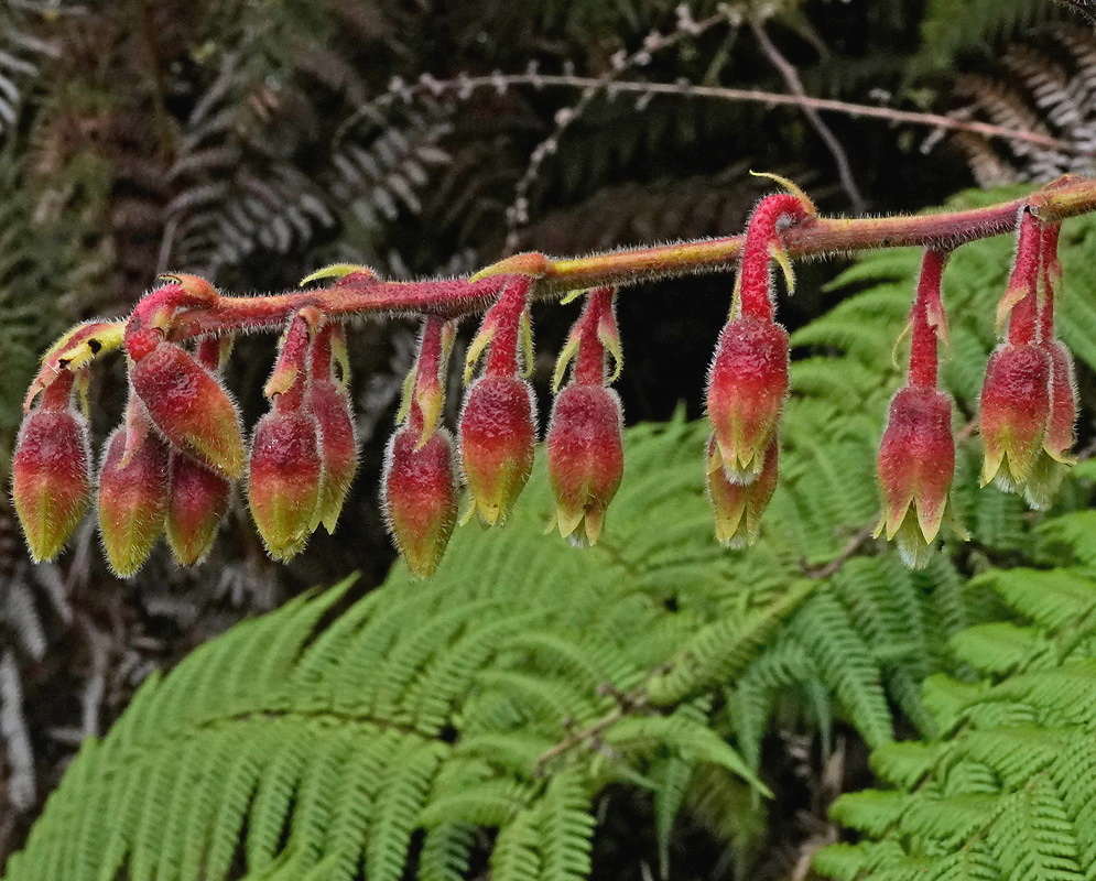 Psammisia ferruginea buds