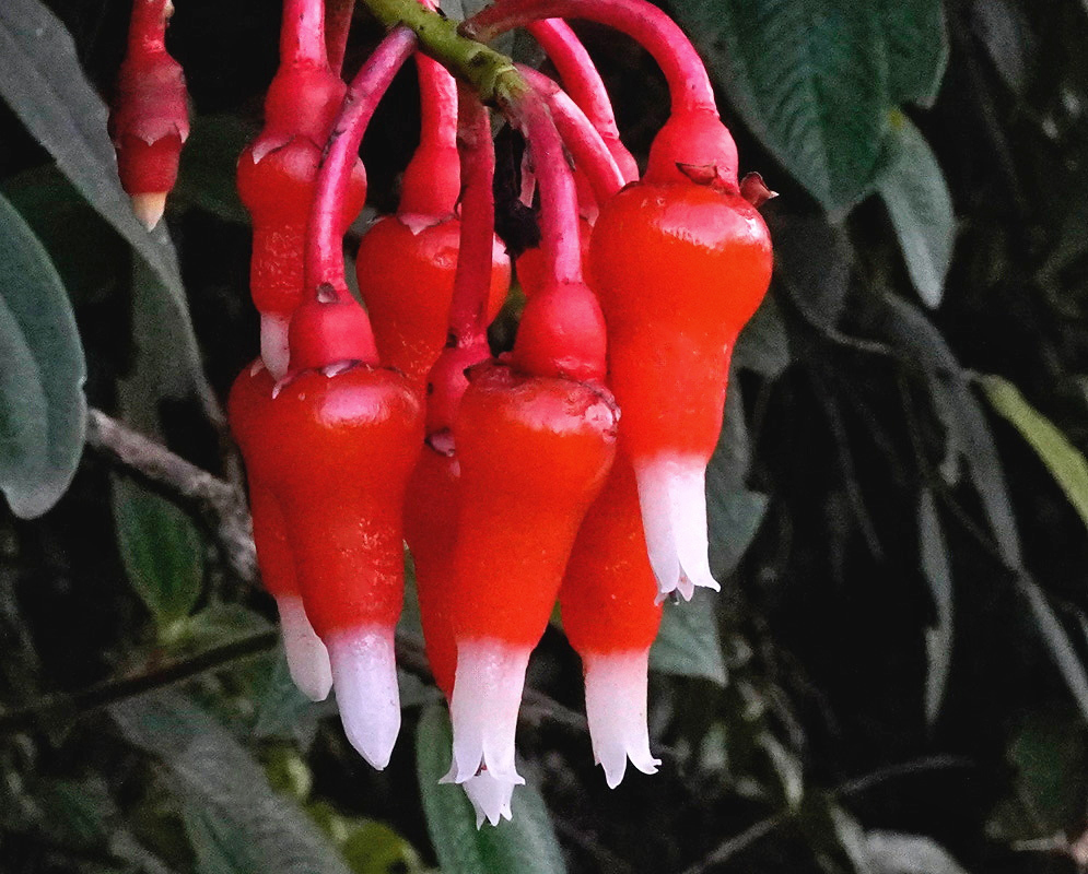 Psammisia guianensis plant habit and foliage