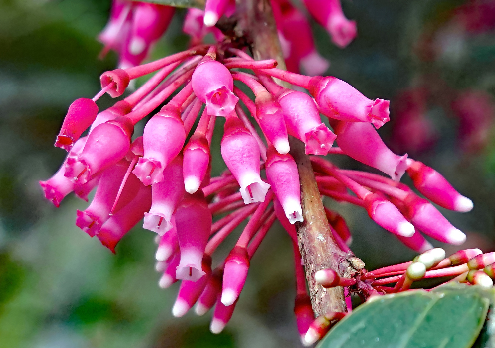 A cluster of pink and white Psammisia macrophylla flowers