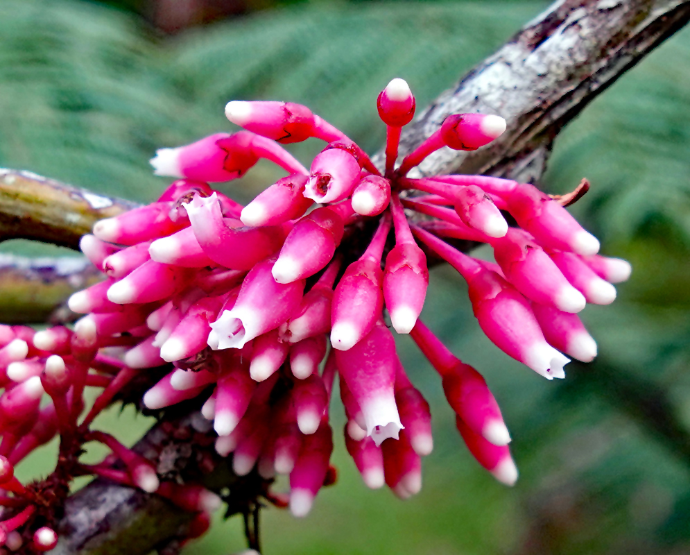 A cluster of pink and white Psammisia macrophylla flowers