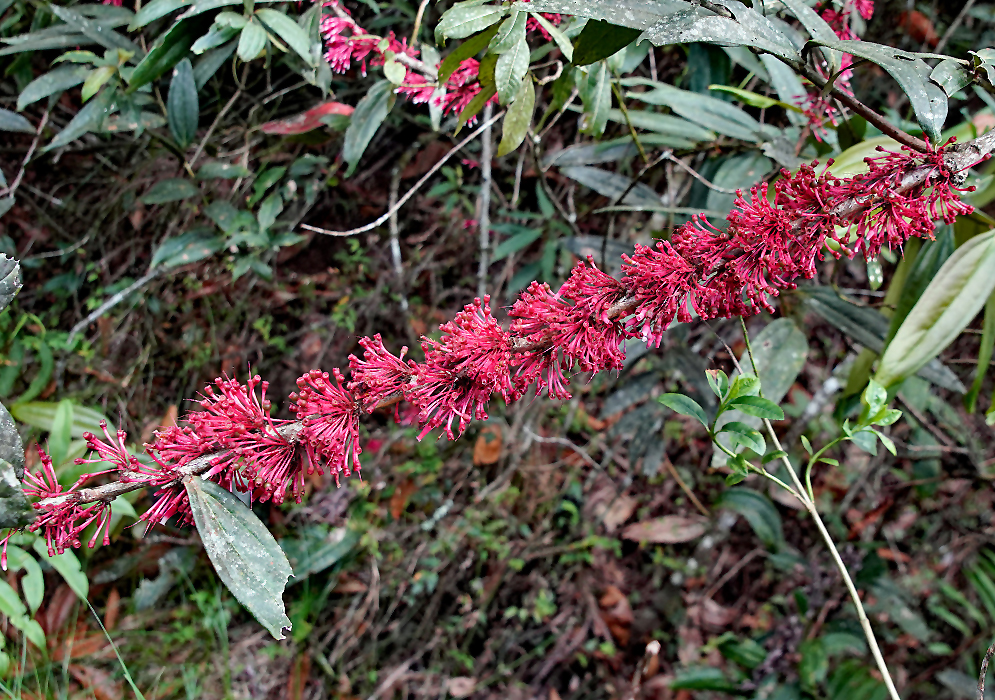 A branch with clusters of red filaments and flower stems