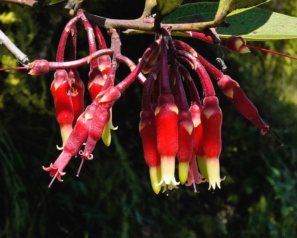 Psammisia sodiroi hanging cluster of long red flowers with pale yellow green tips and projecting stamens