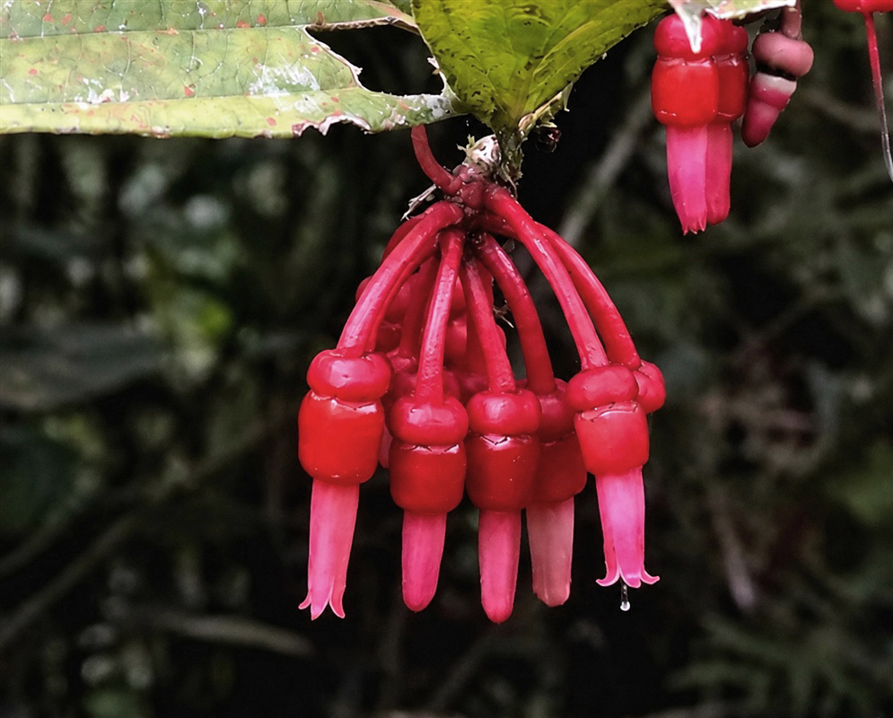 Psammisia ulbrichiana dense hanging cluster of thick red tubular flowers