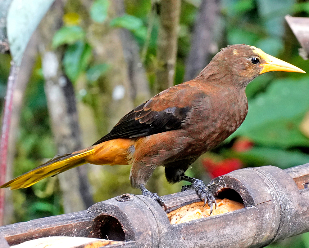 Russet-backed Oropendola perched on bamboo feeder with yellow tail feathers, brown plumage, and a large pointed yellow beak in profile