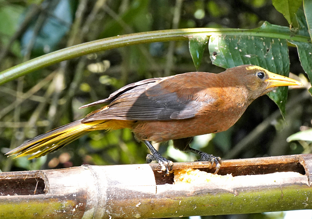 Russet-backed Oropendola standing on cut bamboo with its rich chestnut body, black wings, and long yellow tail visible under sunlight