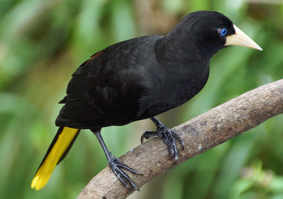 Black feathers and yellow underside of tail