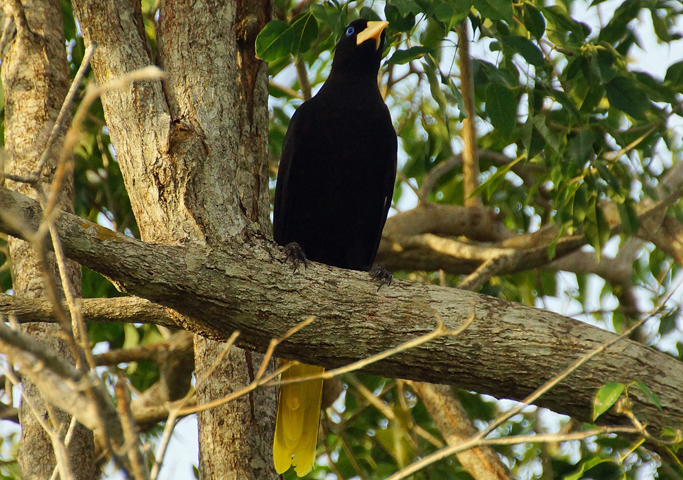 Cornbird high-up in a tree