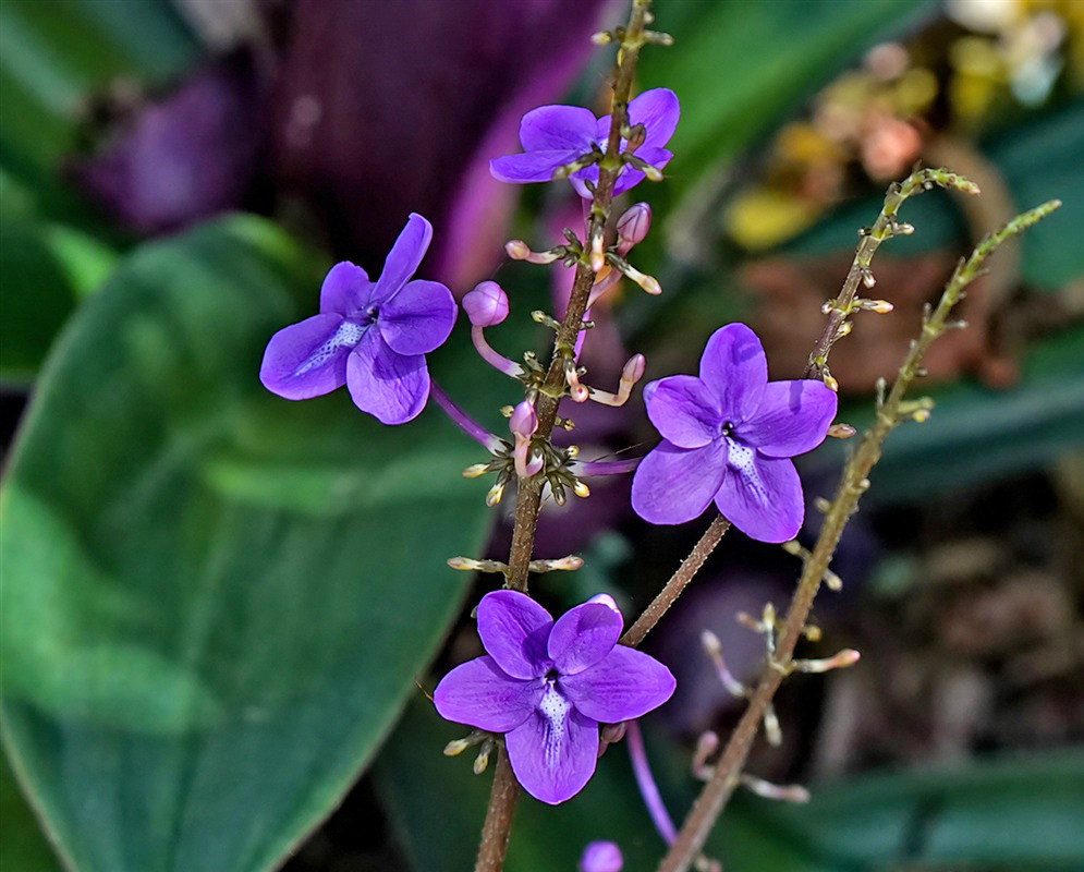 Pseuderanthemum alatum violet-blue five-lobed flowers on a slender upright spike