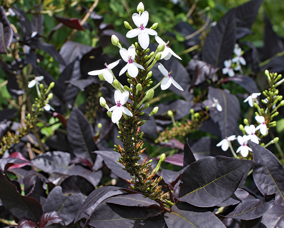 White Pseuderanthemum carruthersii flowers with pink centers rise above dark purple foliage